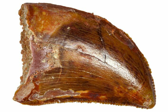 Serrated, Juvenile Carcharodontosaurus Tooth - Morocco #361046